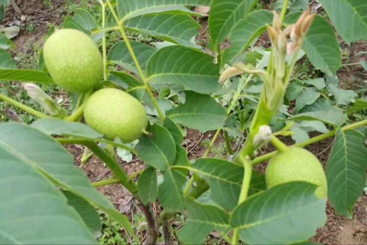 生长在苗圃中的两年生陕西矮化核桃苗